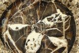 Polished Fossil Stromatolite Colony on Petrified Wood - Utah #365907-1